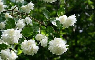 Jasmine Flowers HD Wallpaper