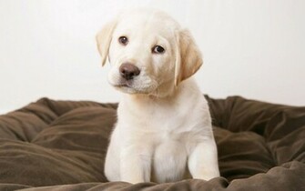 Golden Retriever Puppy Wallpaper