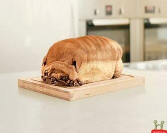 Very Funny Dog Bread Style Wallpaper Picture E Entertainment