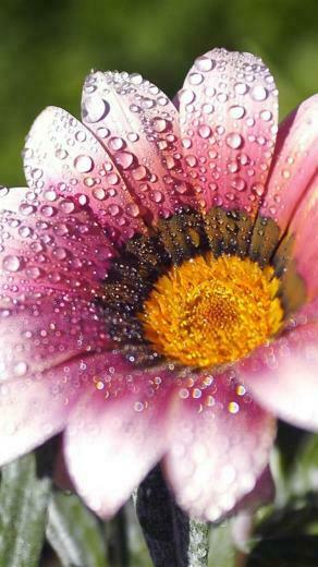 Pink Flowers iPhone Wallpaper HD Ddrswpqt