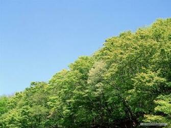 Wallpaper Nature Spring