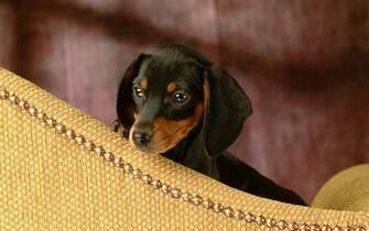 Dachshund Black Wallpaper