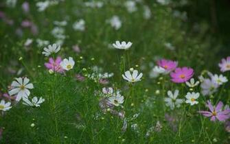Wild Flowers Wallpaper