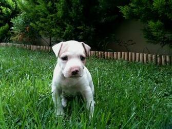 Pitbull Wallpaper