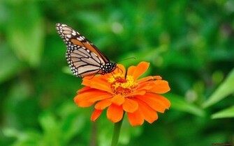 Santabanta Nature Wallpaper