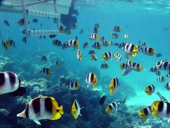 Wallpaper Ocean Life Deluxe Expedition
