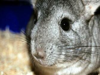 Wallpaper Chinchilla Pris De Pr S Il Sera Possible