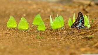 Mud Puddling 4k HD Desktop Wallpaper For Ultra Tv Wide