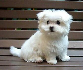Maltese Puppies Breeders Puppy