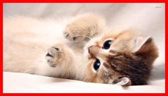 Cute Cat Wallpaper Baby HD