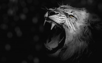 Black And White Lion Wallpaper