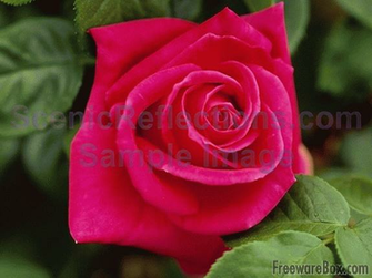 Beautiful Roses Screensaver Ware Screenshot Screensavers