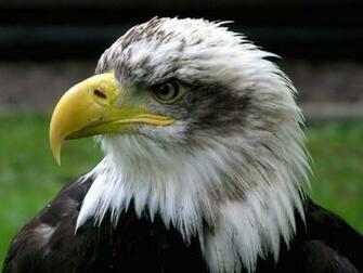 Bald Eagle Screensaver Screensavers