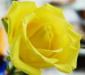 Yellow Roses Wallpaper HD Topwallpaper