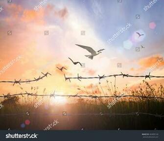 Best Abolitionist Background