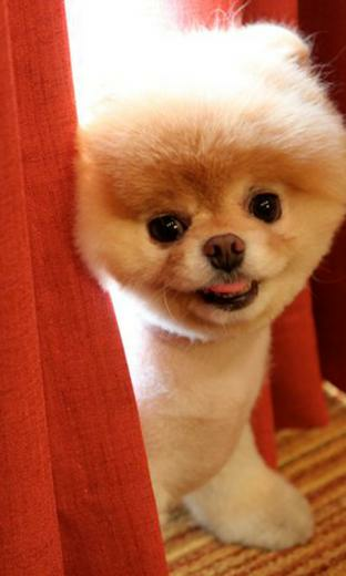 Boo Wallpaper App For Android