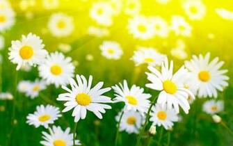 Daisy Flower HD Wallpaper For Desktop