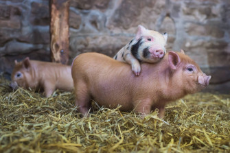 Farm Animal Wallpaper