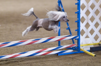 Jumping Chinese Crested Dog Photo And Wallpaper Beautiful