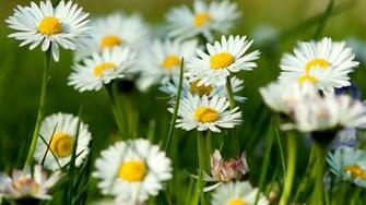 Spring Desktop Pc And Mac Wallpaper
