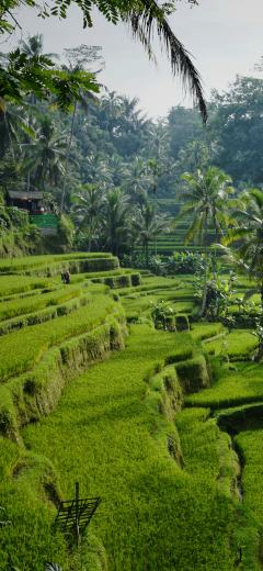 Ubud Wallpaper For iPhone X On 3wallpaper