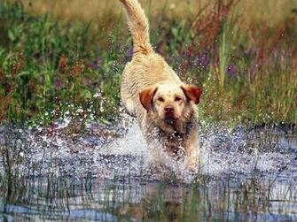 Hunting Dog Wallpaper