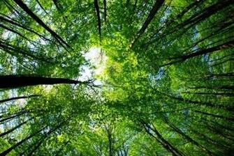 Tropical Forest Background Wallpaper HD