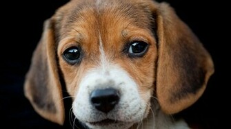 Funny Dog Wallpaper HD In Imageci