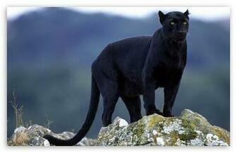 Black Panther HD Wallpaper For Standard Fullscreen Uxga Xga