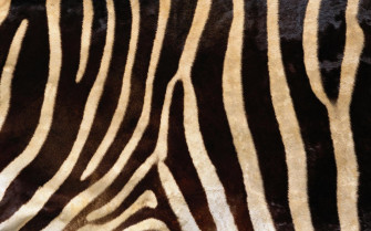 Animal Fur Wallpaper On