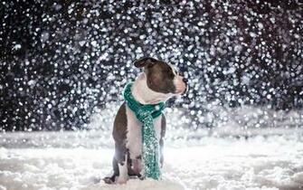 Cute Pitbull Dog Wallpaper
