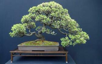 Pics Photos Bonsai Japan Tree Wallpaper