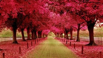 Pink Trees Walkway Wallpaper
