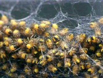 Black And Yellow Spider Widescreen Wallpaper HDblackwallpaper
