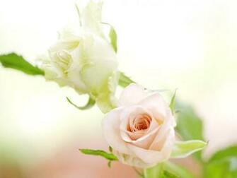 Flowers For Flower Lovers White Rose Desktop HD Wallpaper