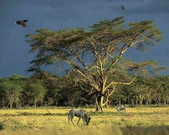 Tree Of Life Animated Wallpaper This Is The Image That
