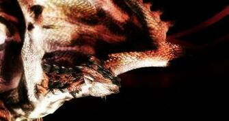 Rathalos HD Background By Earakai