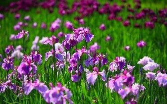 Wallpaper Iris Flower
