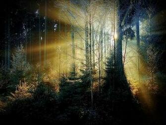 Beautiful Forest Background Image