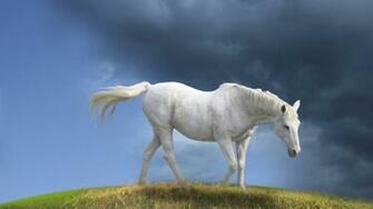 White Horse Wallpaper HD In Cars Imageci
