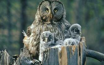 Nature Wallpaper Image