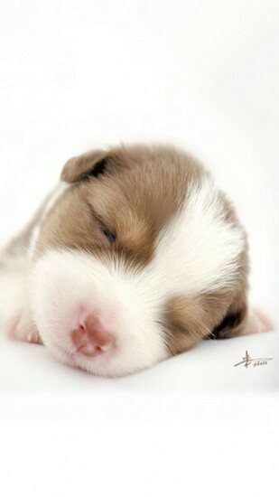 Sleeping Baby Dog Wallpaper iPhone