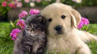 Cat And Dog Harmony Wallpaper