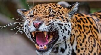 Jaguar Computer Wallpaper Desktop Background Id