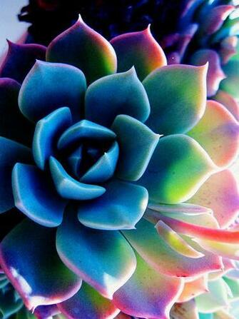 Midnight In Paris Colorful Succulent