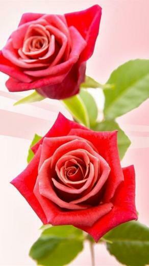 White Rose iPhone Wallpaper HD For