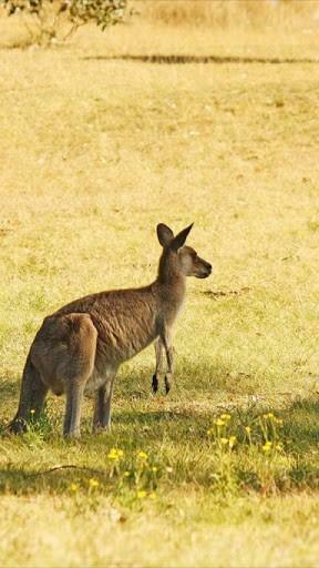 Baby Kangaroo Wallpaper App For Android