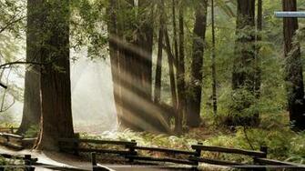 Muir Woods National Monument Marin County California Wallpaper