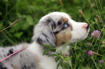 Australian Shepherd Puppy Wallpaper HD