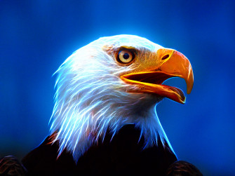 Eagle Desktop Wallpaper